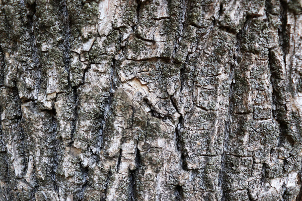 Gray bark texture. Natural grunge background. Wooden wallpaper - Fotó, kép