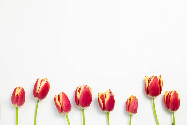 Червоні квіти тюльпанів на білому тлі. плоский шар, вид зверху, простір для копіювання
 - Фото, зображення