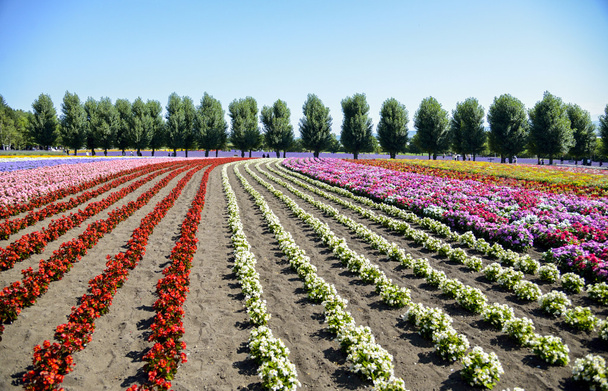 kleurrijke bloem in de row3 - Foto, afbeelding