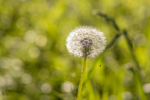 One white fluffy dandelion head with seeds is on a beautiful blurred green background - Photo, Image