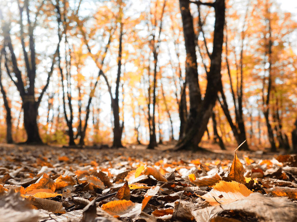 размытый естественный фон с избирательным фокусом и тонированным, лесной пол из красных, оранжевых и желтых листьев. - Фото, изображение