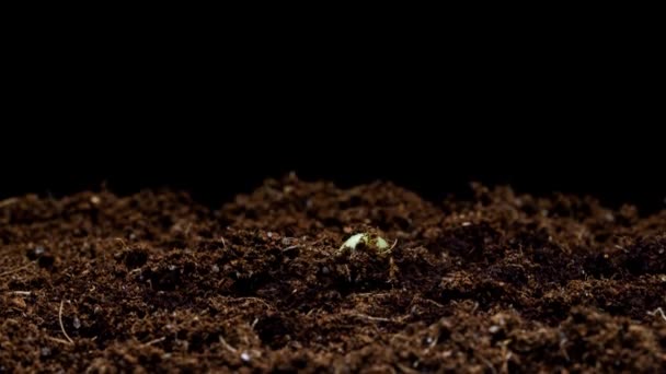 4K Zeitraffer des Wachstums Bohnensprossen. Bohnensamen wächst auf schwarzem Hintergrund. Bohnen-Sämling durchbricht Boden und wächst. - Filmmaterial, Video