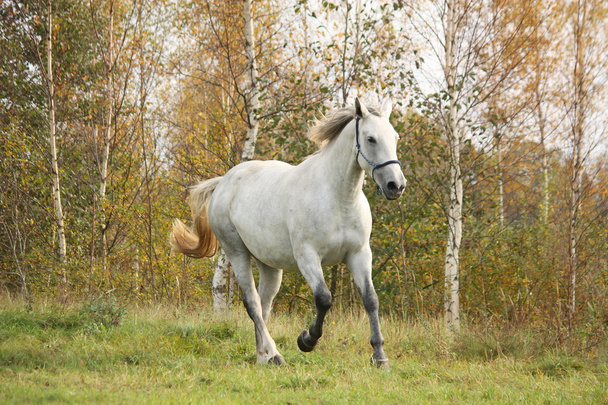 Білий кінь вільний восени
 - Фото, зображення