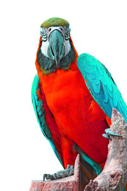 πολύχρωμο παπαγάλος - Φωτογραφία, εικόνα
