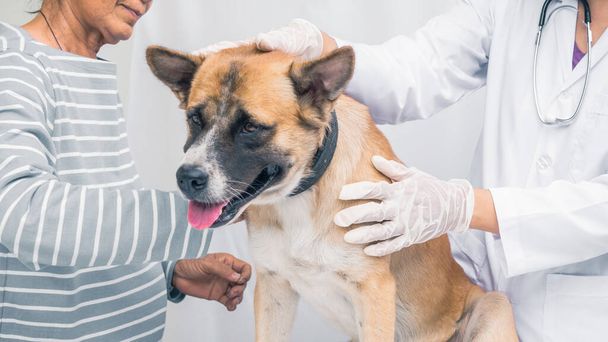 σκύλος στο νοσοκομείο, closeup άρρωστα σκυλιά πρόσωπο, ανώτερος πάρει το σκυλί στο κατοικίδιο ζώο κλινική, γιατρός φροντίδα του σκύλου για να χαλαρώσετε. - Φωτογραφία, εικόνα