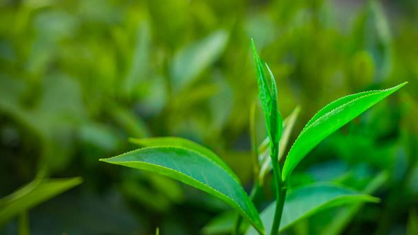 Крупный план верхней части зеленого чайного листа утром, чайная плантация, размытый фон. - Фото, изображение