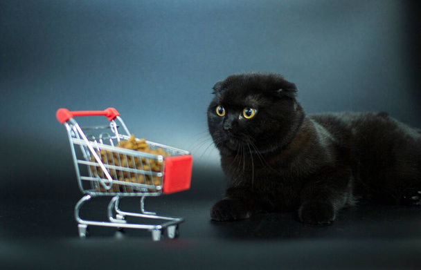 Tumma kissa keltaiset silmät istuu ostoskori täynnä kissan ruokaa. - Valokuva, kuva