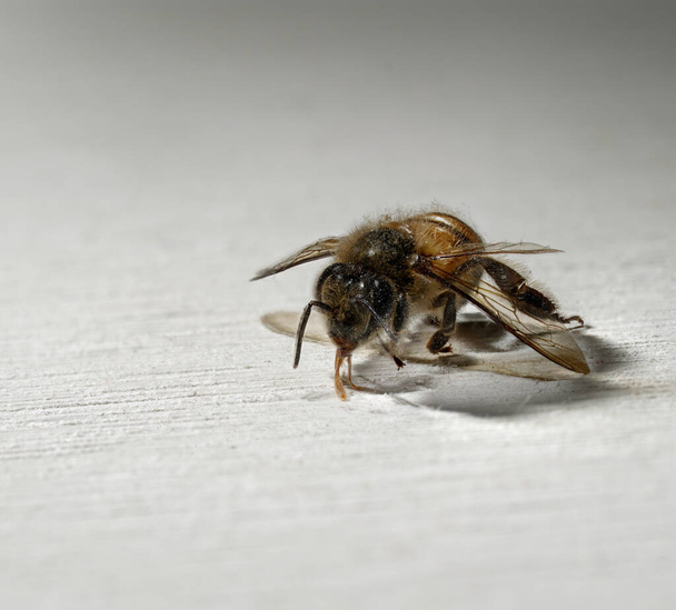 Gros plan d'une abeille ouvrière sur un fond de bois blanc. - Photo, image