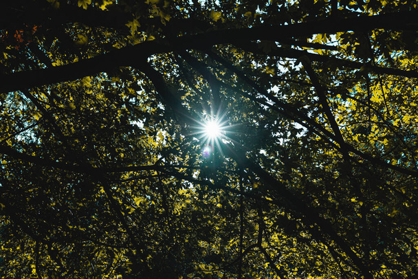 Güneş yıldızı filtrelemesi - Fotoğraf, Görsel