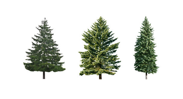 Pine trees - Photo, Image