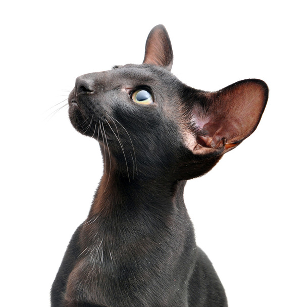 黒いオリエンタル猫 - 写真・画像