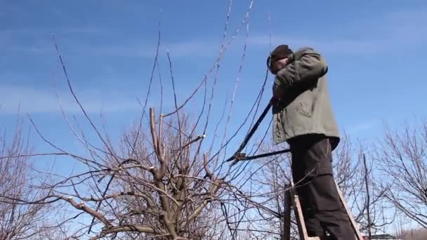 El agricultor está podando ramas de árboles frutales en el huerto usando loppers a principios del día de primavera usando escaleras. - Metraje, vídeo