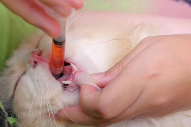 A fiatal ázsiai lányok otthon kezelnek egy sebesült macskát. Állatgondozási koncepció - Fotó, kép
