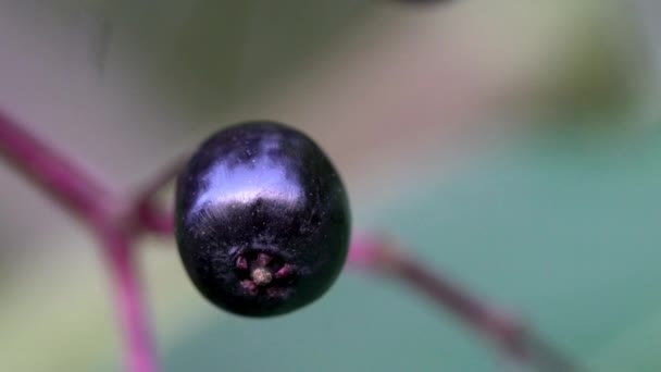 Reife Früchte des Schwarzen Holunders in natürlicher Umgebung (Sambucus nigra)) - Filmmaterial, Video
