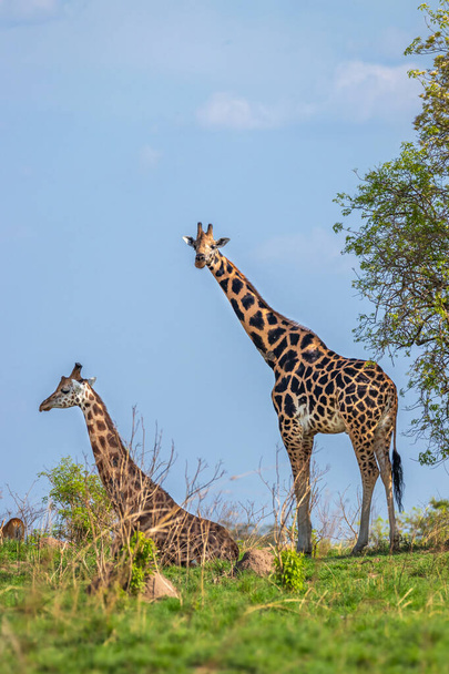 Two Rothschild's giraffe ( Giraffa camelopardalis rothschildi), one lying down, the other standing, Murchison Falls National Park, Uganda. - Photo, Image