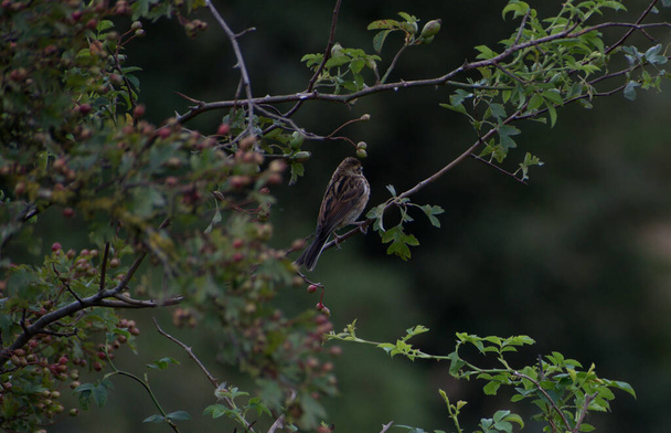 Female Reed Bunting perched in a tree, facing away from the camera, surrounded by leaves and trees.  - Photo, Image