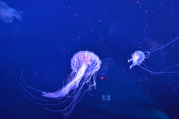 medúza, neon medúza közelről - Fotó, kép