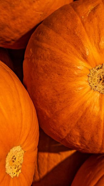 Fondo con calabazas naranjas tradicionales de otoño, primer plano, detalles - Foto, imagen