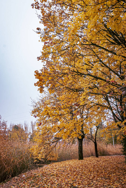 Ιστορικό με το χρώμα των δέντρων το φθινόπωρο - Φωτογραφία, εικόνα
