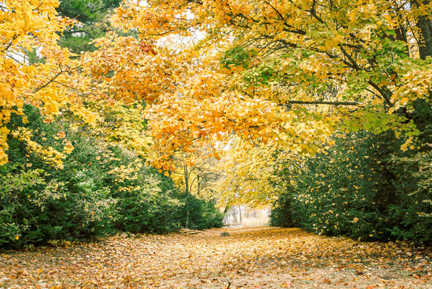 秋にCuenca州の森林景観。スペイン - 写真・画像