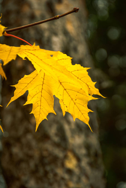 Background of the detail of a maple leaf in autumn - Photo, Image