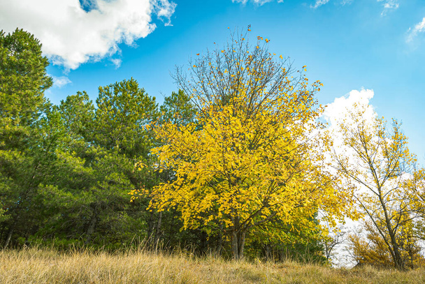 Fondo con el color de los árboles en otoño - Foto, Imagen