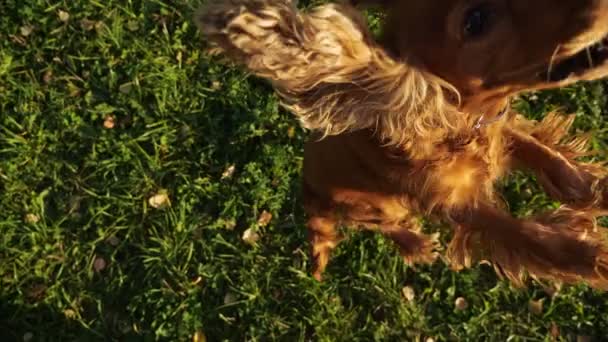 Russischer Spaniel mit Ingwerfell springt beim Spielen mit seinem Besitzer - Filmmaterial, Video