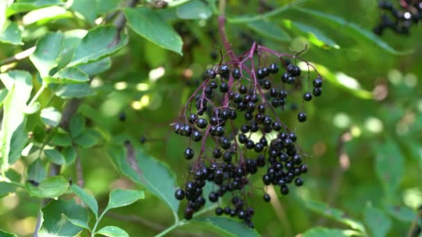 Frutti maturi di sambuco nero in ambiente naturale (Sambucus nigra) - Filmati, video