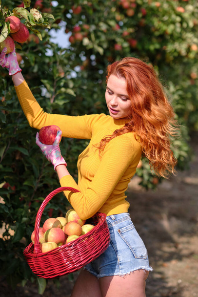 A young woman with a basket collects apples in the orchard - Foto, afbeelding