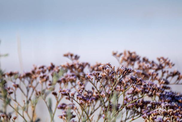 Limonium vulgare oder Common Sea Lavender, Sumpfrosmarin Makroaufnahme in der Nähe des verschwommenen Salzsees in der sonnigen Ukraine, Henichesk - Foto, Bild