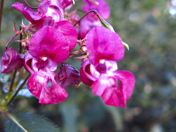 Impatiens glandulifera (balsaminaceae) kwitnie jesienią z czerwonymi kwiatami - Zdjęcie, obraz
