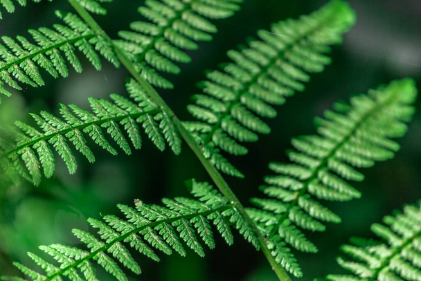 Fern in the forest close-up. Background of leaves. - Foto, afbeelding