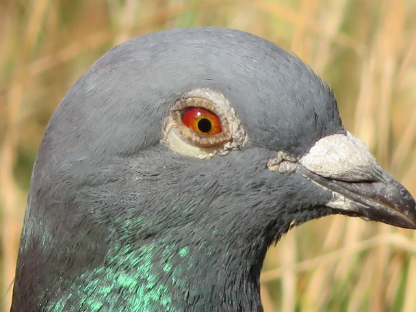 beau pigeon posant pour photo avec des couleurs intenses - Photo, image