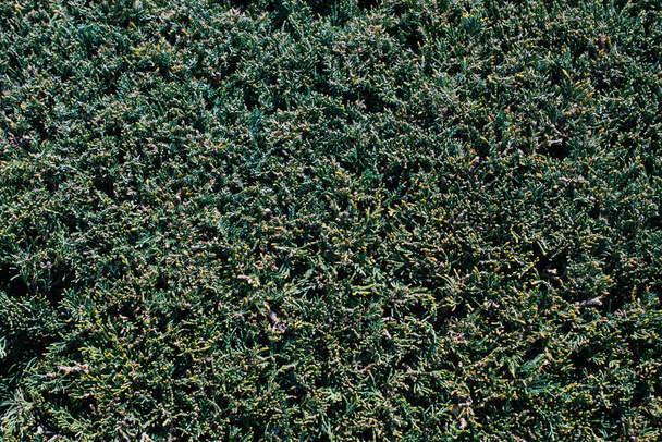 Abstract spring plant texture  for natural background. Green Leaf concept. - Fotoğraf, Görsel
