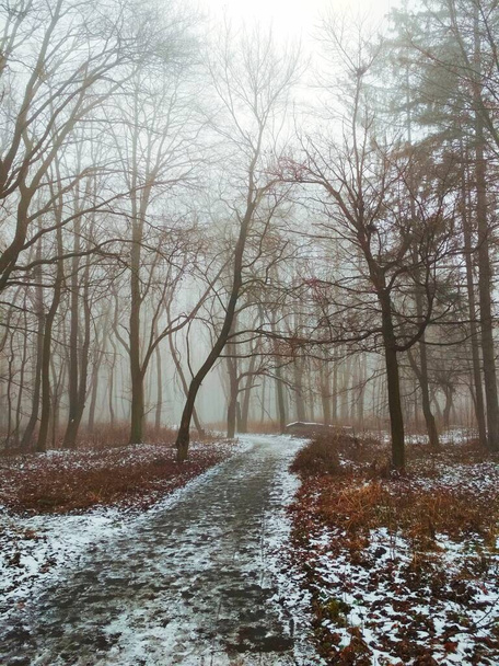 Path through a magic misty forest - Photo, Image
