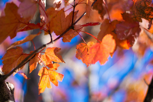 Közelkép a vörös levelek ragyog az őszi nap - Fotó, kép