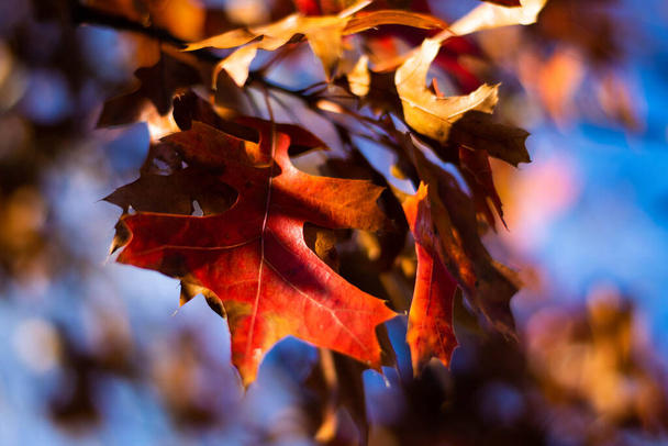 Primer plano de un paquete de hojas rojas que se vuelven marrones en otoño - Foto, imagen