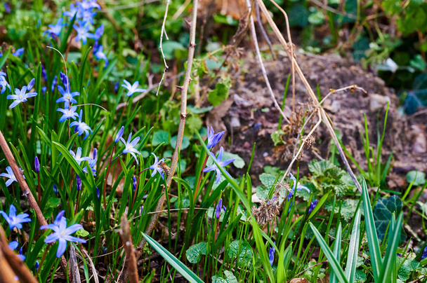Close-up of many squill (Scilla siberica), which bloom on a forest clearing in the sunshine. A bee sits on a flower and collects the first pollen. - Photo, Image