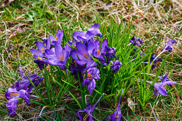 The first crocuses a year that break through the grass and whose flowers shine in the sunlight. - Photo, Image