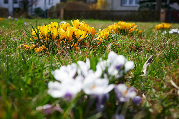 Ensimmäiset krookukset vuodessa, jotka murtautuvat nurmikon läpi ja joiden kukat loistavat auringonvalossa. - Valokuva, kuva