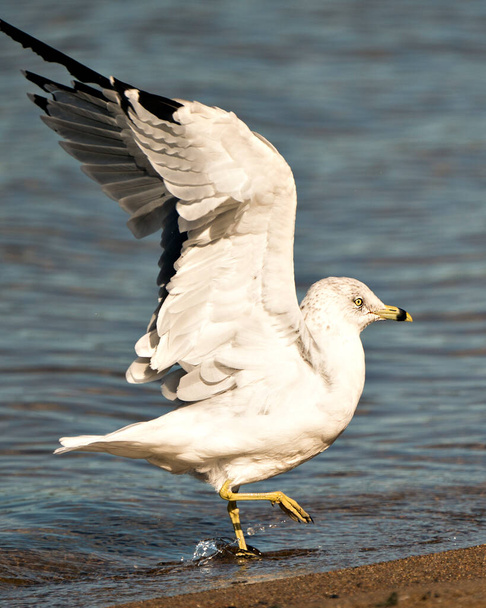 Gabbiano close-up profilo vista danza in acqua con le ali spiegate con uno sfondo d'acqua nel suo habitat e ambiente. - Foto, immagini