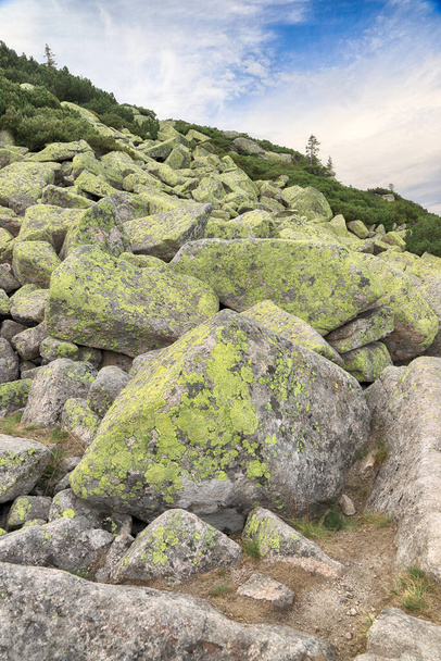 Crusted lichen species occurring on granite rocks of block covers. Green rocks in the Giant Mountains, Poland, Europe. - Photo, Image