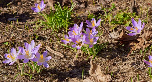 I primi crochi di un anno che sfondano il terreno asciutto e i cui fiori brillano alla luce del sole.  - Foto, immagini
