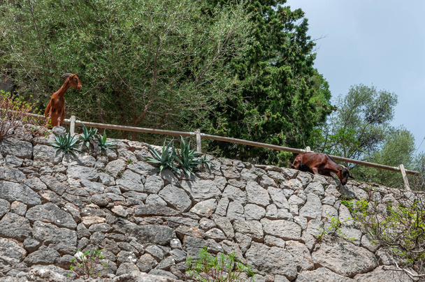 Dzikie brązowe kozły Majorki wychylające się z barierki w klasztorze Lluc. Śródziemnomorskie środowisko górskie - Zdjęcie, obraz