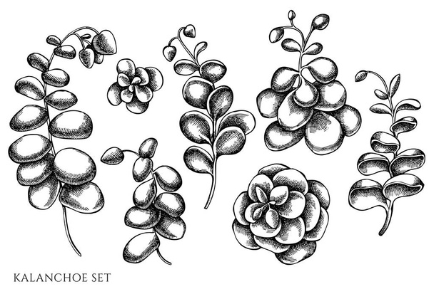 Vector set of hand drawn black and white kalanchoe - Vector, Image