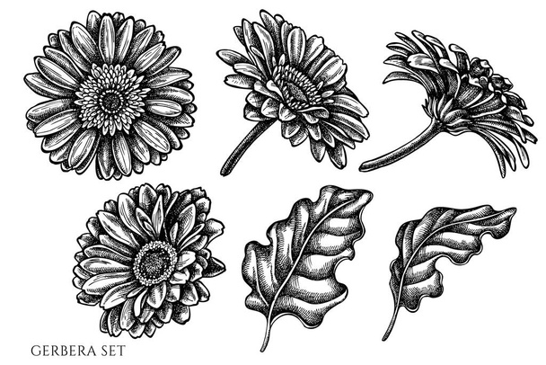 Vector set of hand drawn black and white gerbera - Διάνυσμα, εικόνα