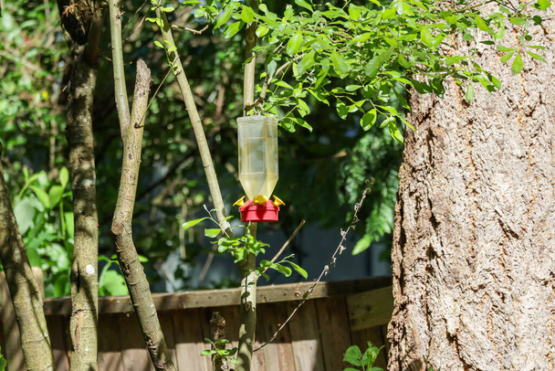 kleiner fliegender Kolibri mit orangefarbener Brust trinkt vom Futterhäuschen - Foto, Bild