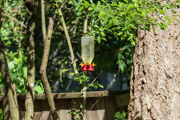 маленькая летающая колибри с апельсиновыми напитками из кормушки - Фото, изображение
