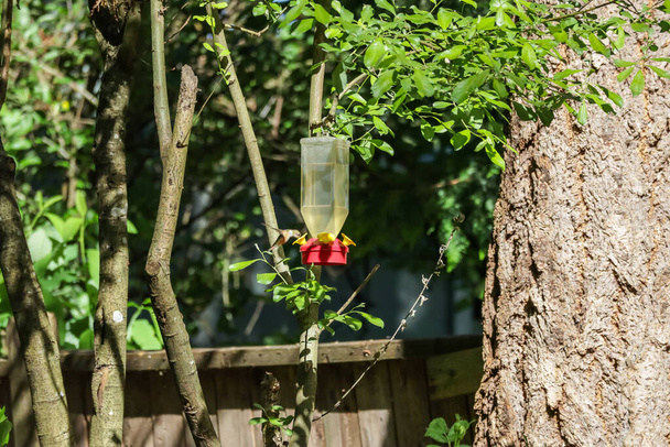маленькая летающая колибри с апельсиновыми напитками из кормушки - Фото, изображение