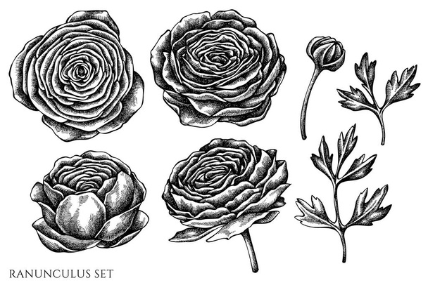 Vector set of hand drawn black and white ranunculus - Vecteur, image